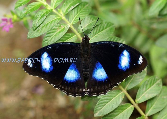 Живая бабочка Hypolimnas Bolina (Гиполимнас Болина)