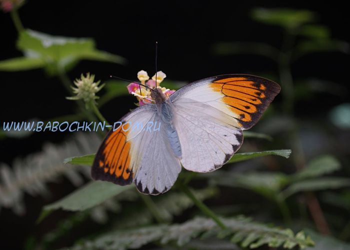Живая бабочка Hebomoia Glaucippe (Гебомоя Главк)