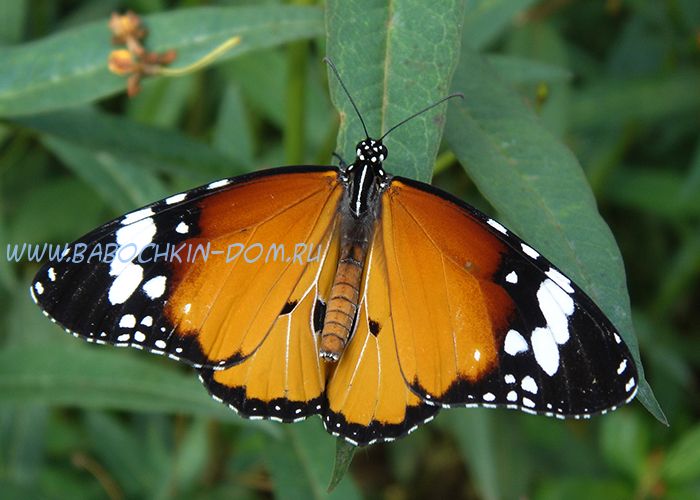 Живая бабочка Danaus Chrysippus (Данаида Хризипп)