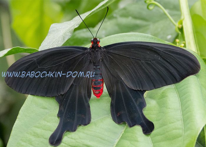 Живая бабочка Pachliopta Kotzebuea (Парусник Коцебу)