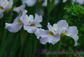 Ирис сибирский 'Рикуги Сакура' / Iris sibirica 'Rikugi Sakura'