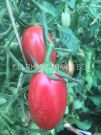Tomat Setka rozovaya kollekcionnyj Myazinoj