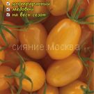 Tomat Severnoe chudo oranzhevoe cherri ​Northern miracle orang avtorskij Myazinoj