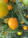 Tomat Limon-liana CHudo sveta kollekcionnyj Myazinoj