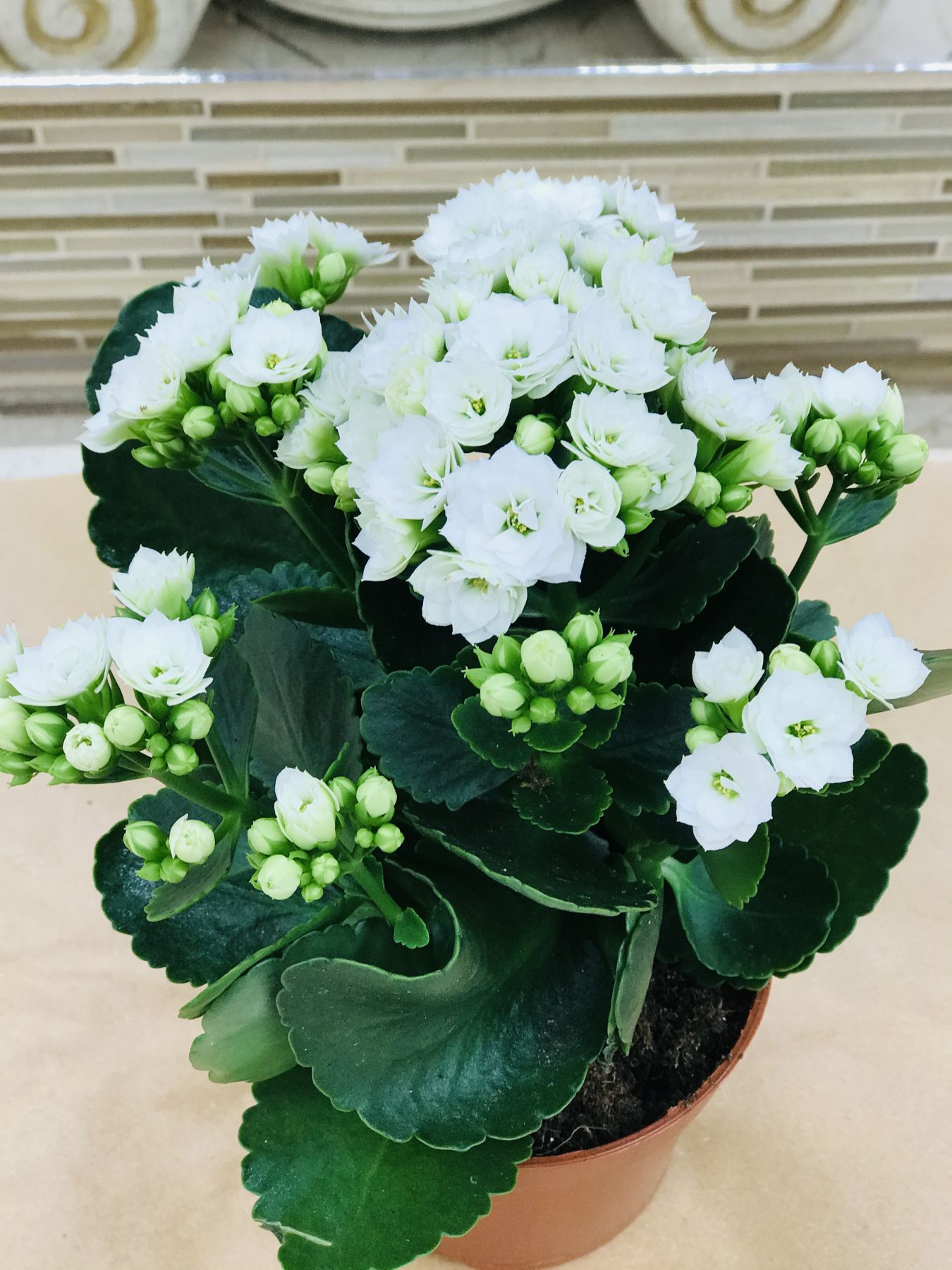 Цветы Каланхоэ Фото Комнатные Которые Цветут