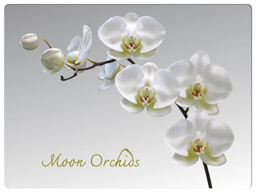 Подставки на пробке Лунная орхидея 40х29 см (4шт)