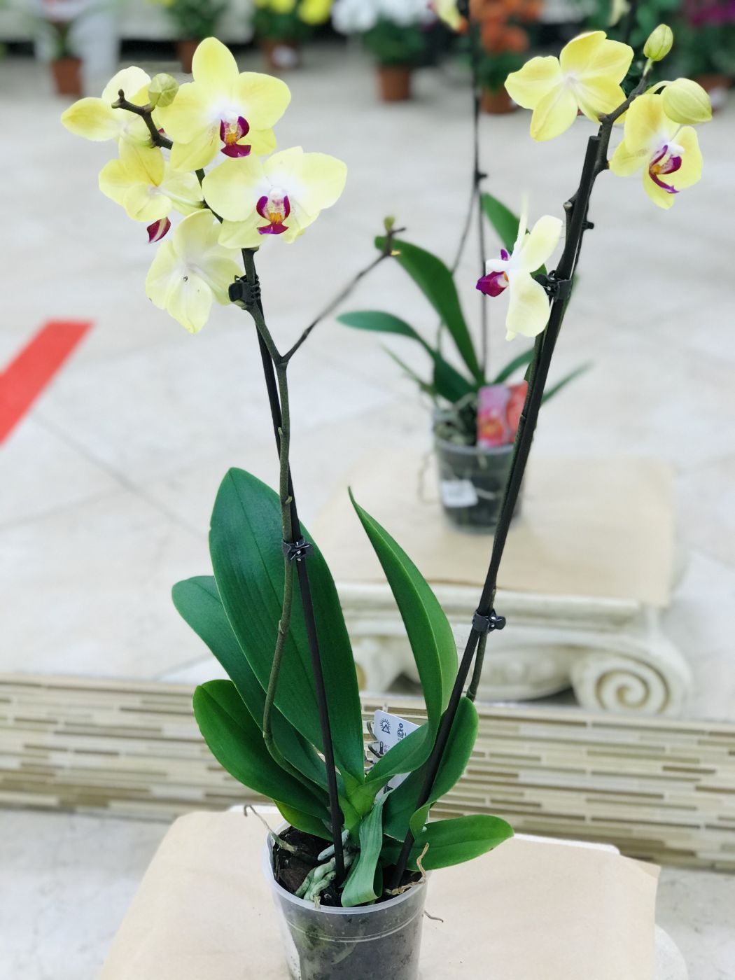 Орхидея 2 ствола