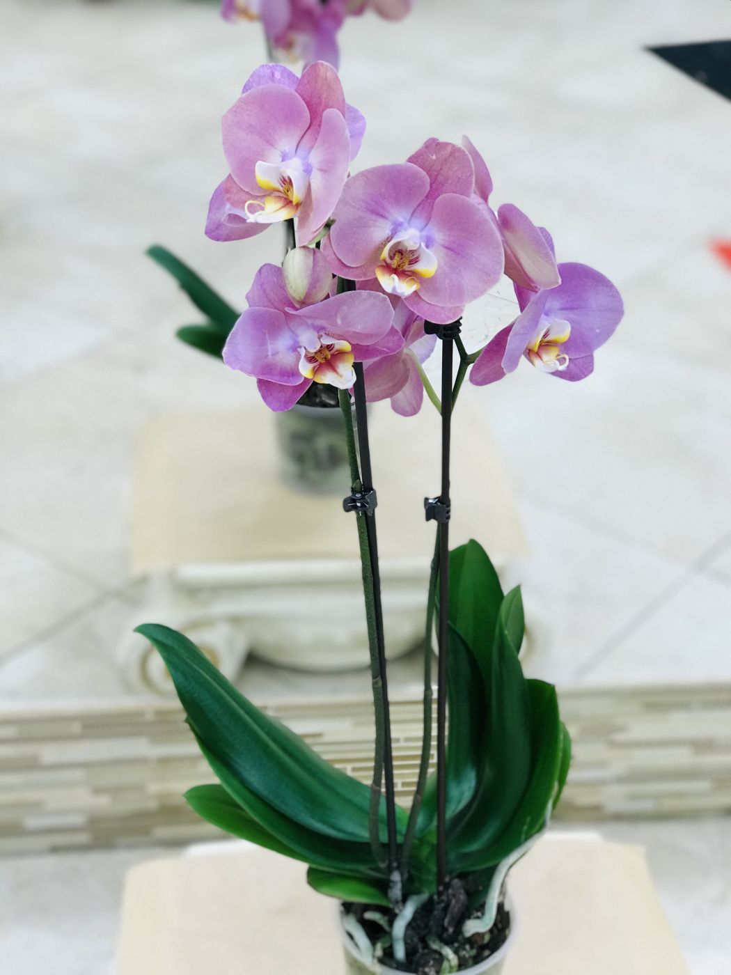 Орхидея 2 ствола