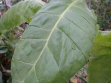 Семена табака сорт Virginia/Brazil