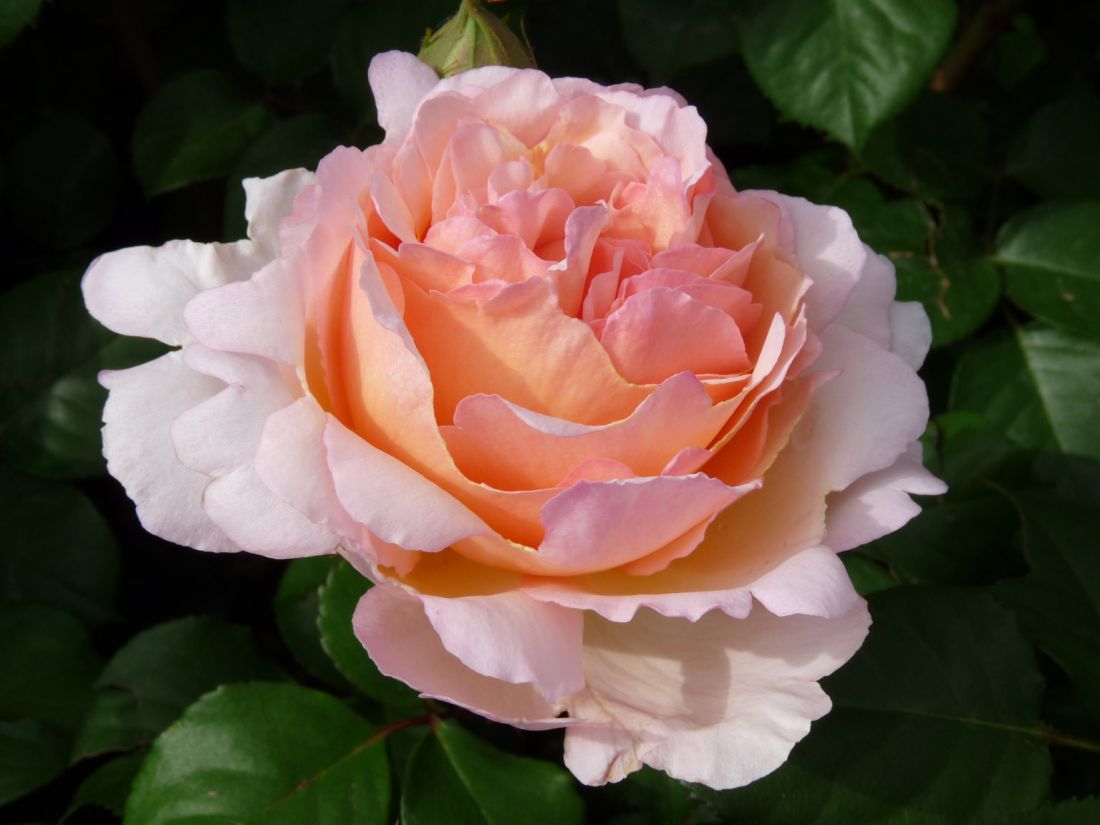 Роза Сувенир Де Баден-Баден (Rose Souvenir De Baden-Baden)