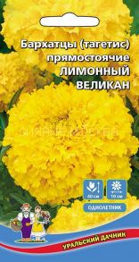 Бархатцы прямостоячие Лимонный великан (Уральский Дачник)