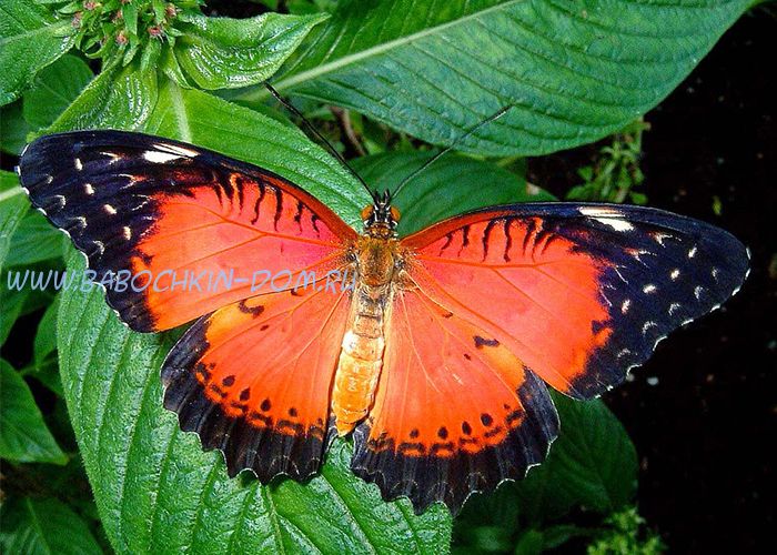 Живая бабочка Cethosia Biblis (Цетозия Библис)