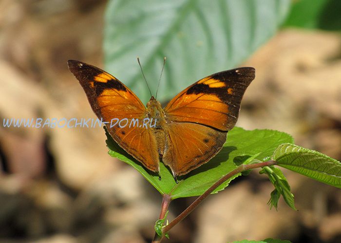Живая бабочка Doleschallia Bisaltide (Осенний Лист)