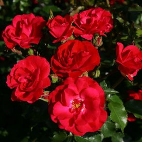 Роза Ротилия (клумбовая)