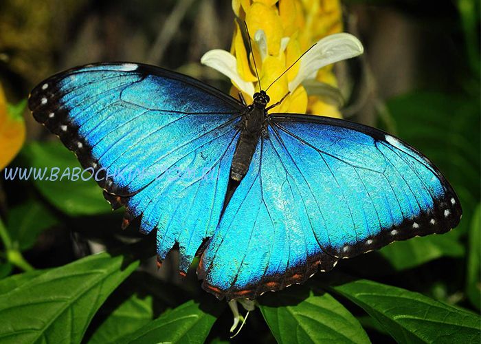 Живая бабочка Morpho Peleides (Морфо Пелеида)