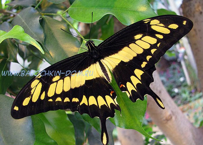 Живая бабочка Papilio Thoas (Парусник Тоас)