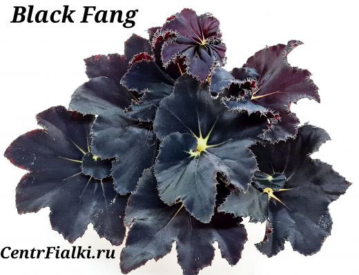 Бегония Black Fang