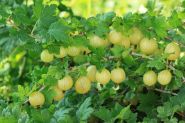Крыжовник Берилл (Ribes uva-crispa Berill)