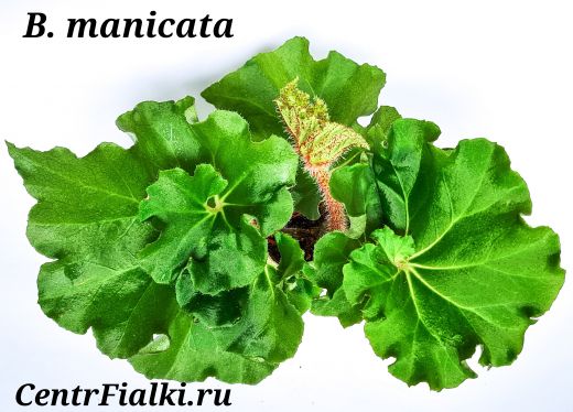 Бегония природная begonia manicata (воротничковая)