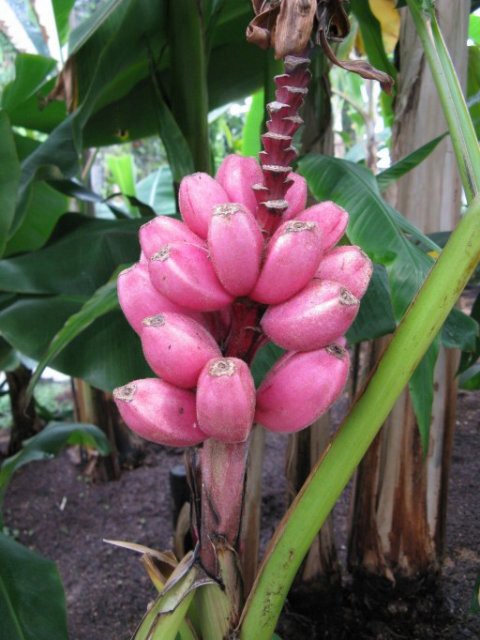 саженцы Банан Розовый (Musa velutina)