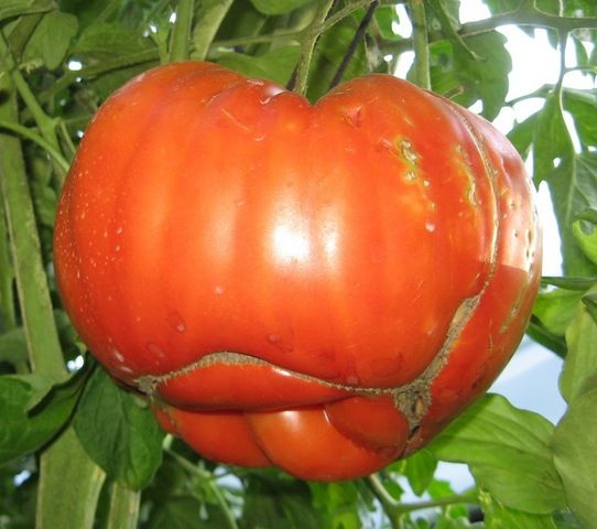 томат мега мавр характеристика и описание сорта фото отзывы урожайность