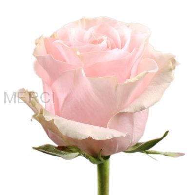 Роза нежно-розовая Пинк Мондиаль, Эквадор 50 см