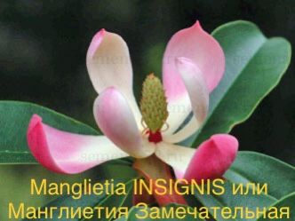 ​Manglietia INSIGNIS или Манглиетия Замечательная