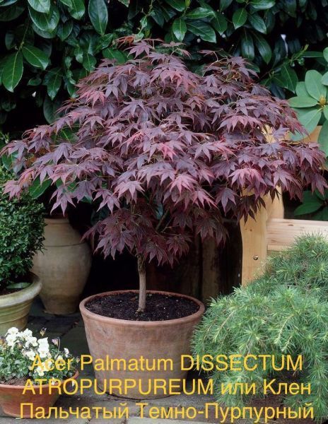 Acer Palmatum DISSECTUM "ATROPURPUREUM" или Клен Пальчатый Веерный Темно-Пурпурный