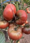 Tomat-Cheroki-Purpurnyj-Myazina