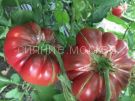 Tomat-Saharnyj-Purpurnyj-Fioletovaya-Tykva-Myazina