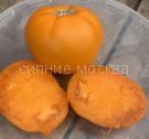 Tomat-yubilejnyj-Zheltyj-Myazina