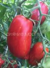 Tomat-Iskry-Plameni-Myazina