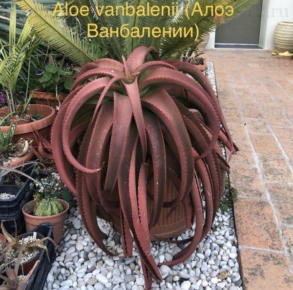Aloe vanbalenii (Алоэ Ванбалении)