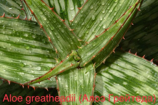 Aloe greatheadii (Алоэ Грейтеда)