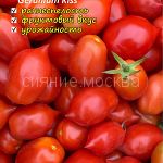 Tomat-Geranium-Kiss-Myazina