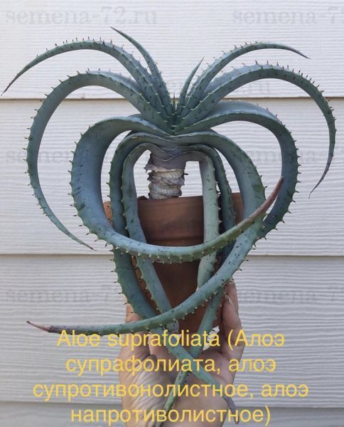 Aloe suprafoliata (Алоэ супрафолиата, алоэ супротивонолистное, алоэ напротиволистное)