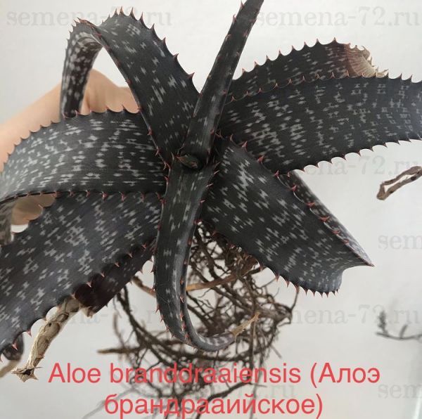 Aloe branddraaiensis (Алоэ брандрааийское)