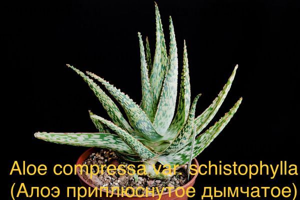 Aloe compressa var. schistophylla (Алоэ приплюснутое дымчатое)