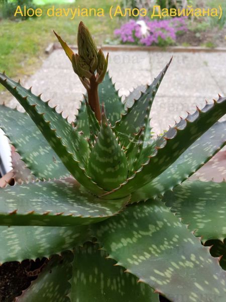 Aloe davyiana (Алоэ Давийана)
