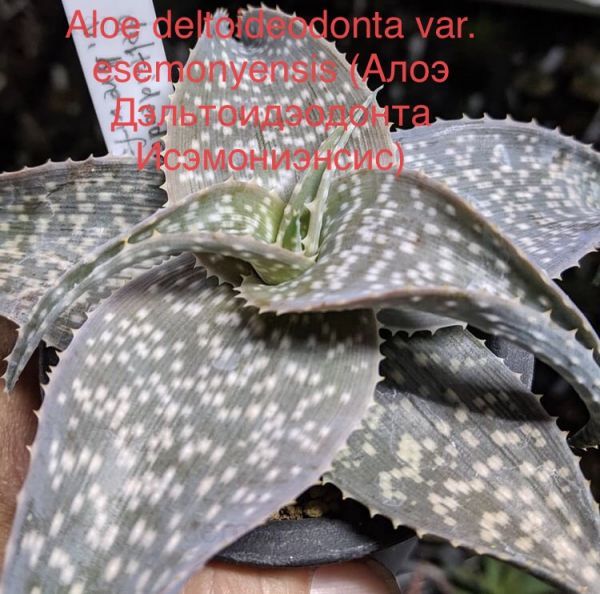 Aloe deltoideodonta var. esemonyensis (Алоэ Дэльтоидэодонта Исэмониэнсис)