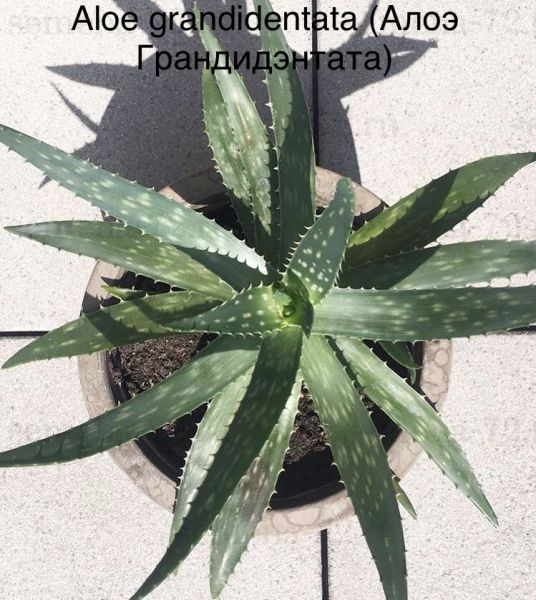 Aloe grandidentata (Алоэ Грандидэнтата)