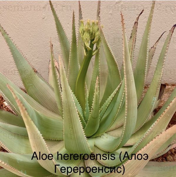 Aloe hereroensis (Алоэ Герероенсис)