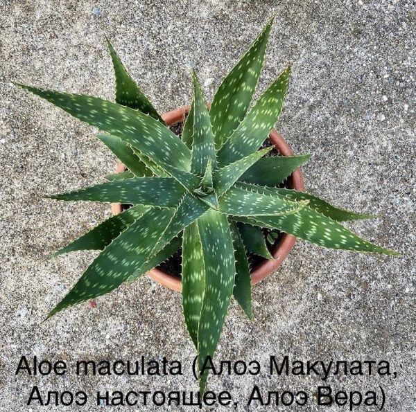 Aloe maculata (Алоэ Макулата, Алоэ настоящее, Алоэ Вера)