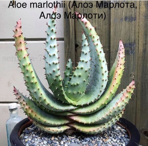 Aloe marlothii (Алоэ Марлота, Алоэ Марлоти)