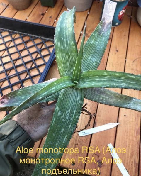 Aloe monotropa RSA (Алоэ монотропное RSA, Алоэ подъельника)