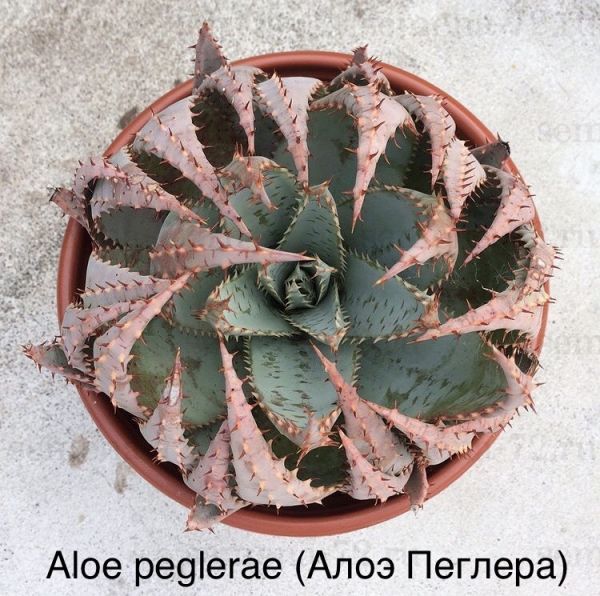 Aloe peglerae (Алоэ Пеглера)