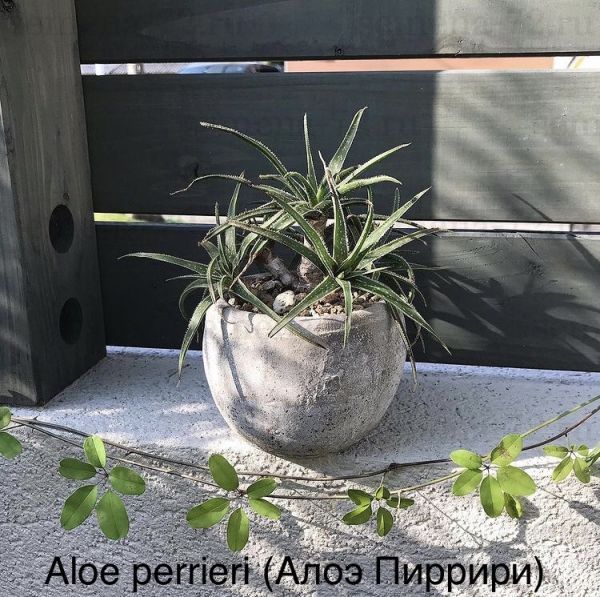 Aloe perrieri (Алоэ Пиррири)