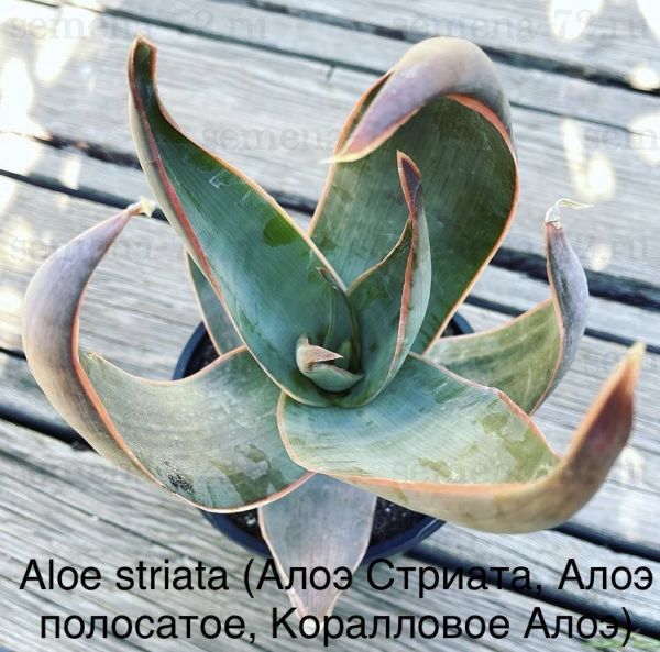 Aloe striata (Алоэ Стриата, Алоэ полосатое, Коралловое Алоэ)