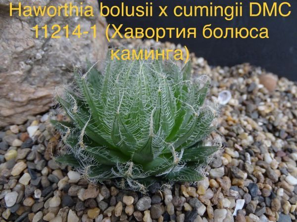 Haworthia cumingii DMC11214 x bolusii (Хавортия каминга​ болюса)