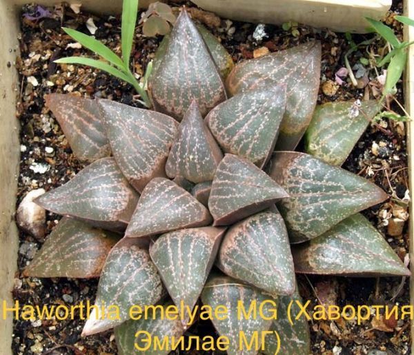 Haworthia emelyae MG (Хавортия Эмилае МГ)